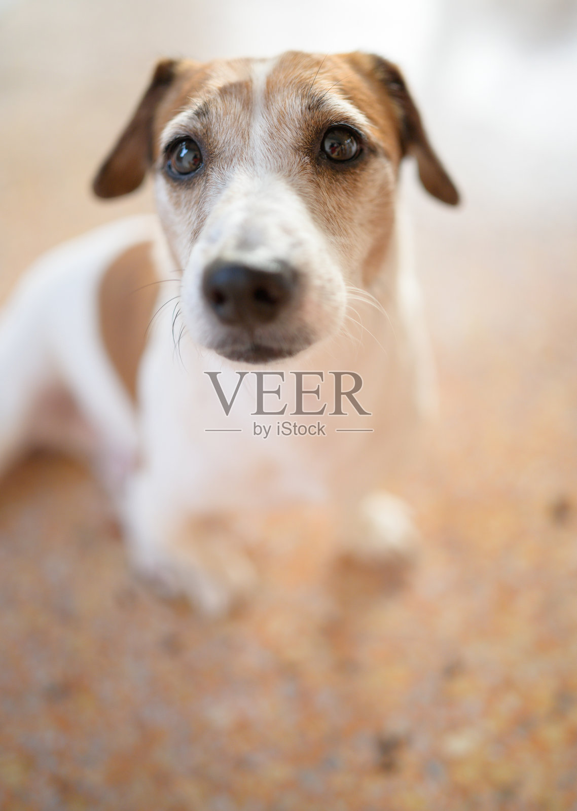 杰克罗素梗看着镜头,等待主人喂食。照片摄影图片