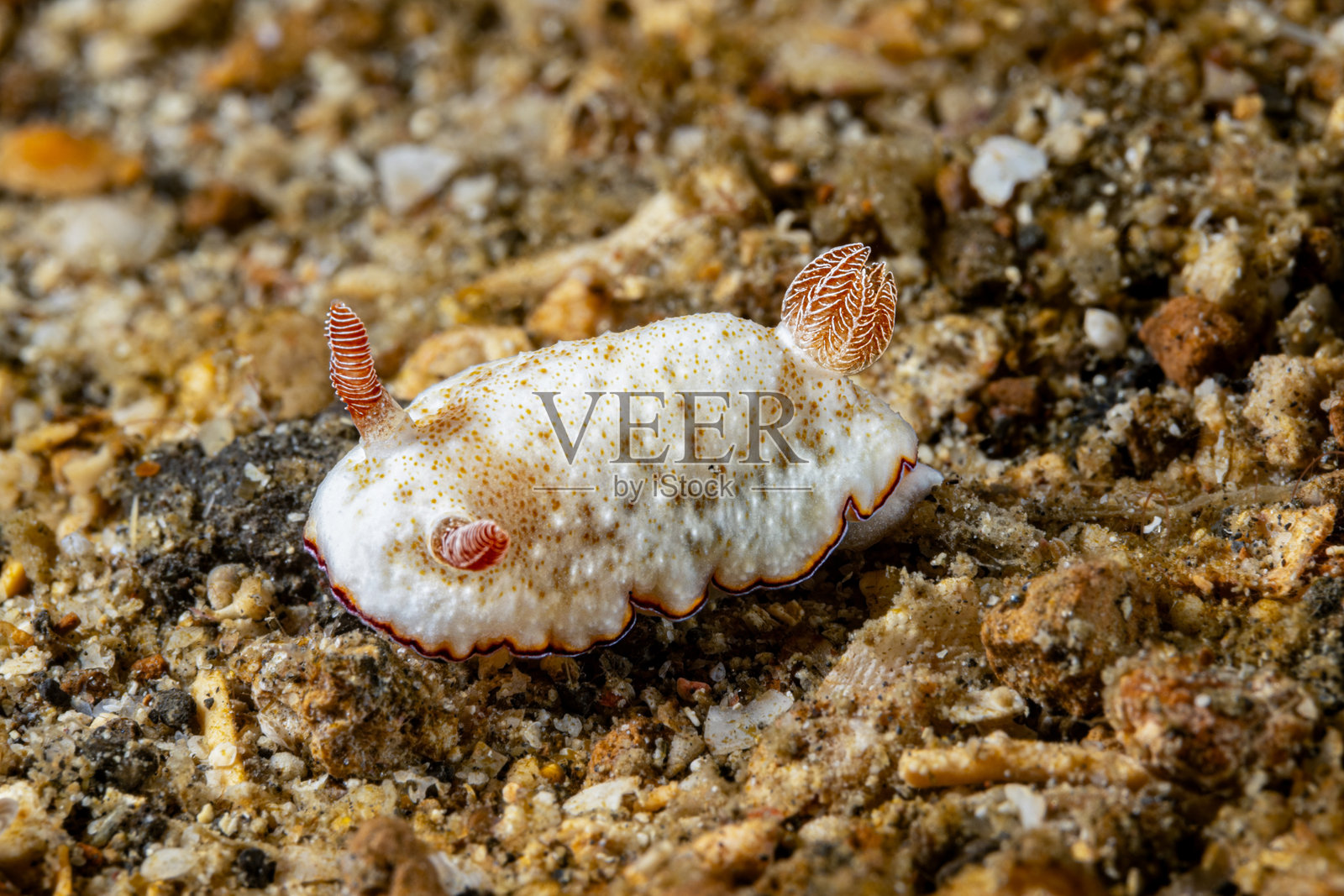 双带色彩海蛞蝓 Goniobranchus verrieri,印度尼西亚伦贝湾照片摄影图片