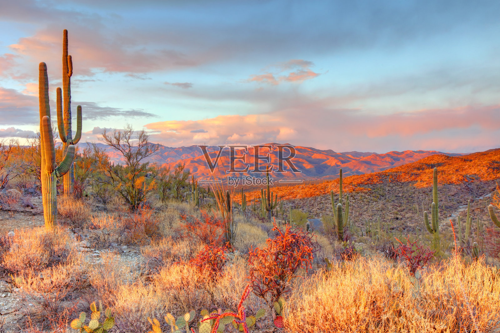 萨瓜罗国家公园东部照片摄影图片