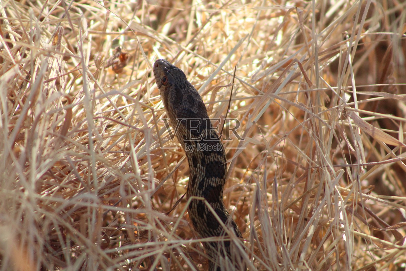 地鼠蛇照片摄影图片