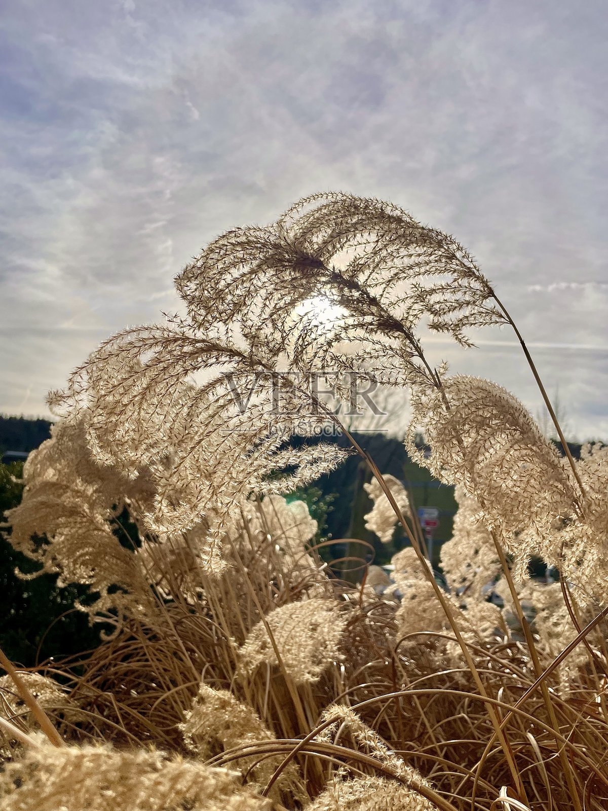 金色的草丛照片摄影图片