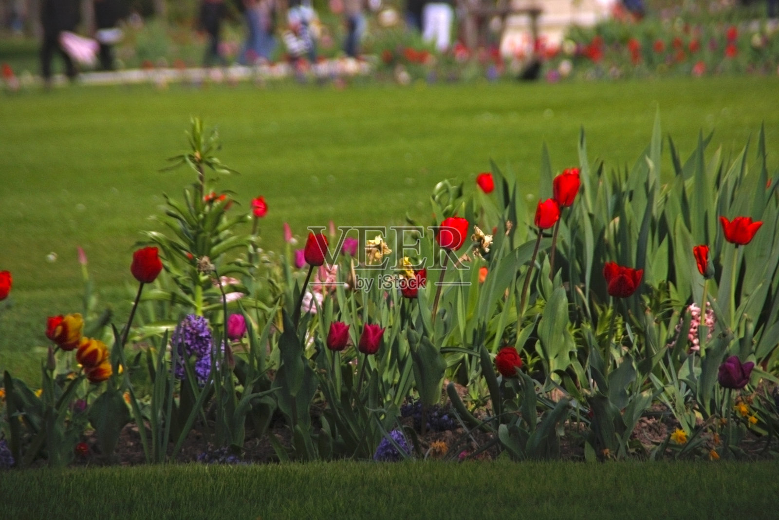 花园中盛开的郁金香特写照片摄影图片