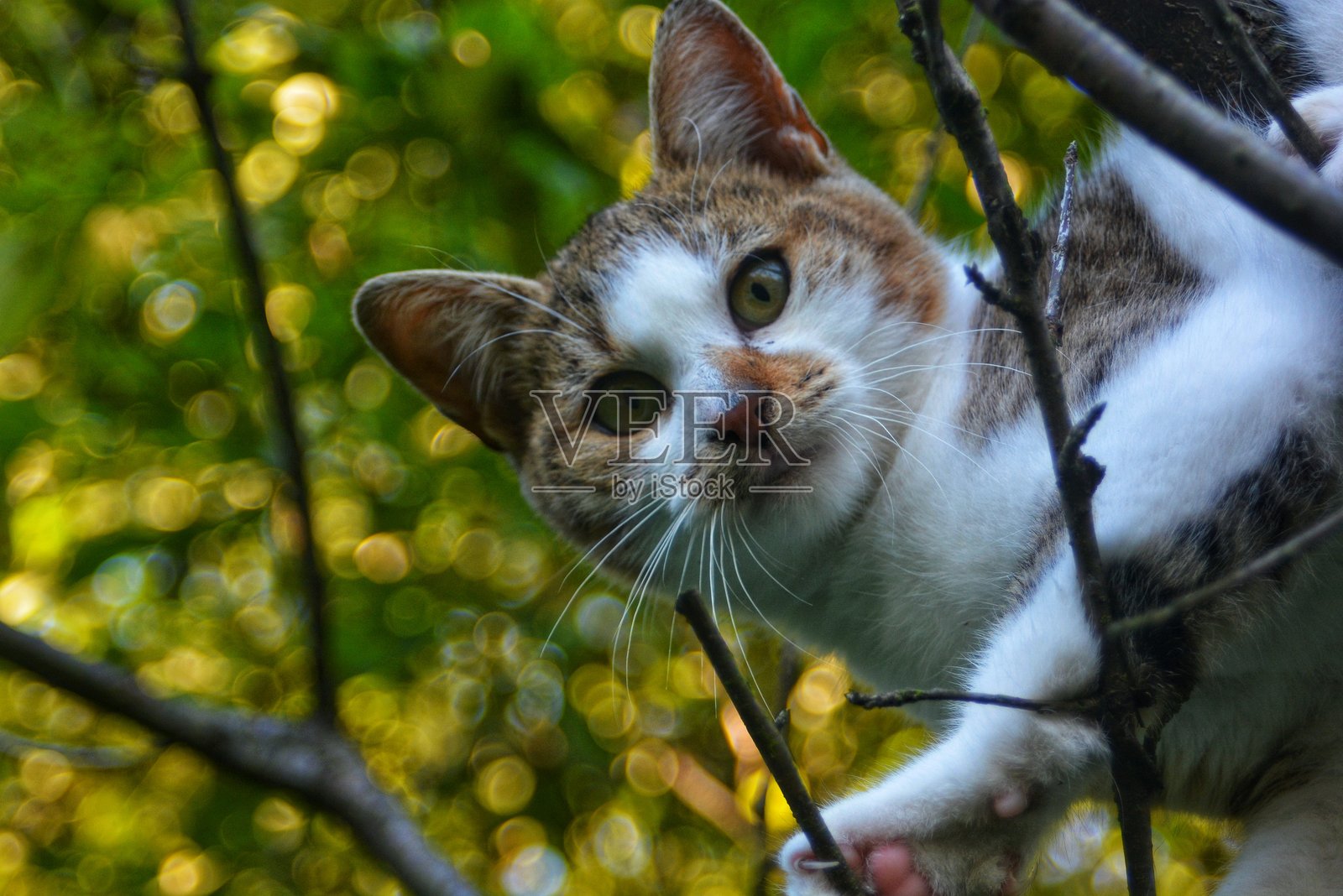 猫的世界照片摄影图片