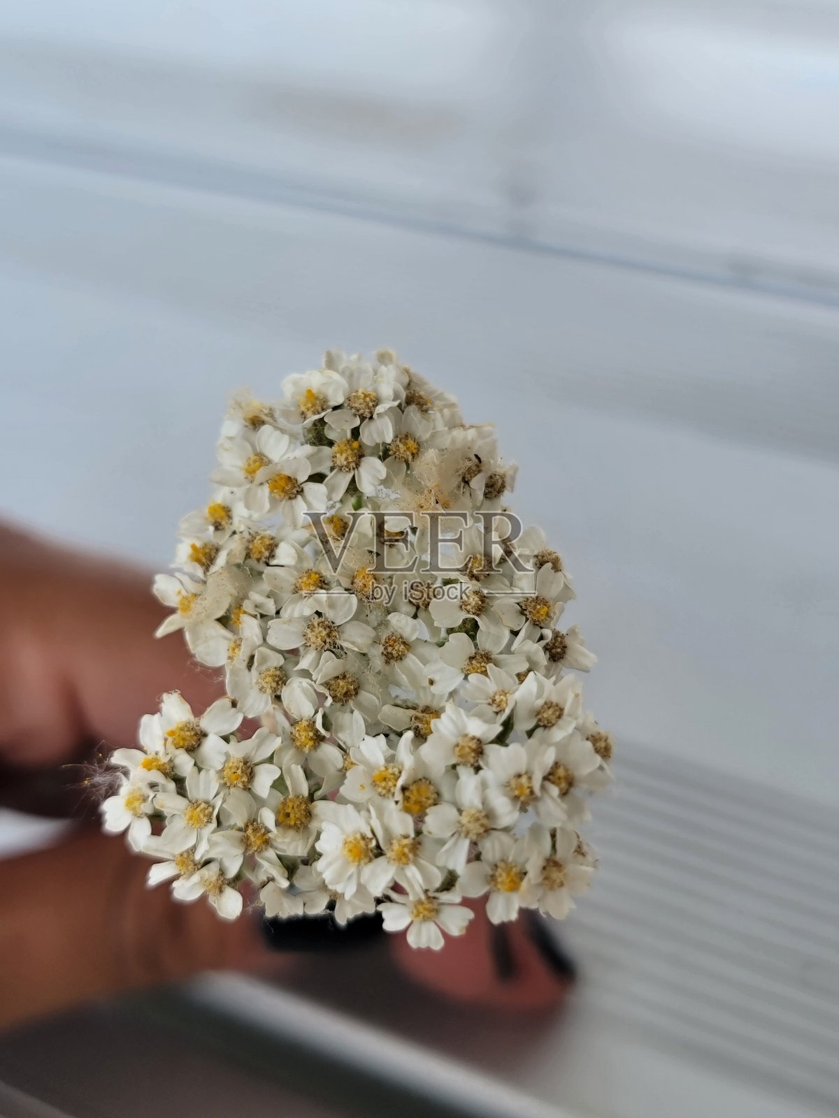 手捧小雏菊花照片摄影图片