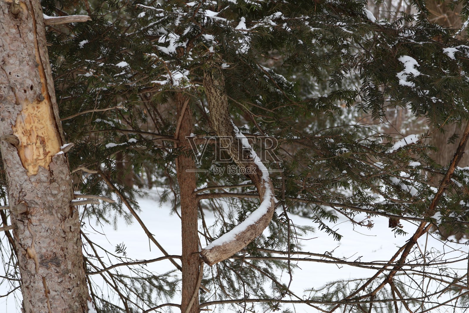 被雪覆盖的常青树照片摄影图片