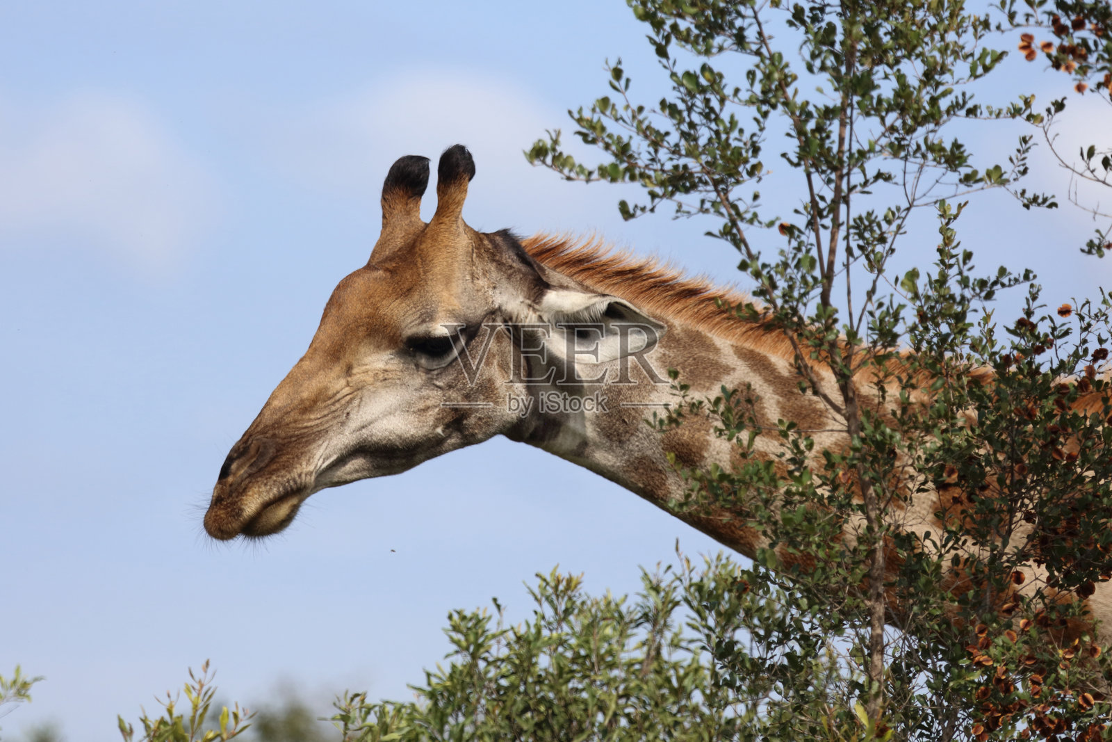 长颈鹿 / 长颈鹿 / 长颈鹿照片摄影图片