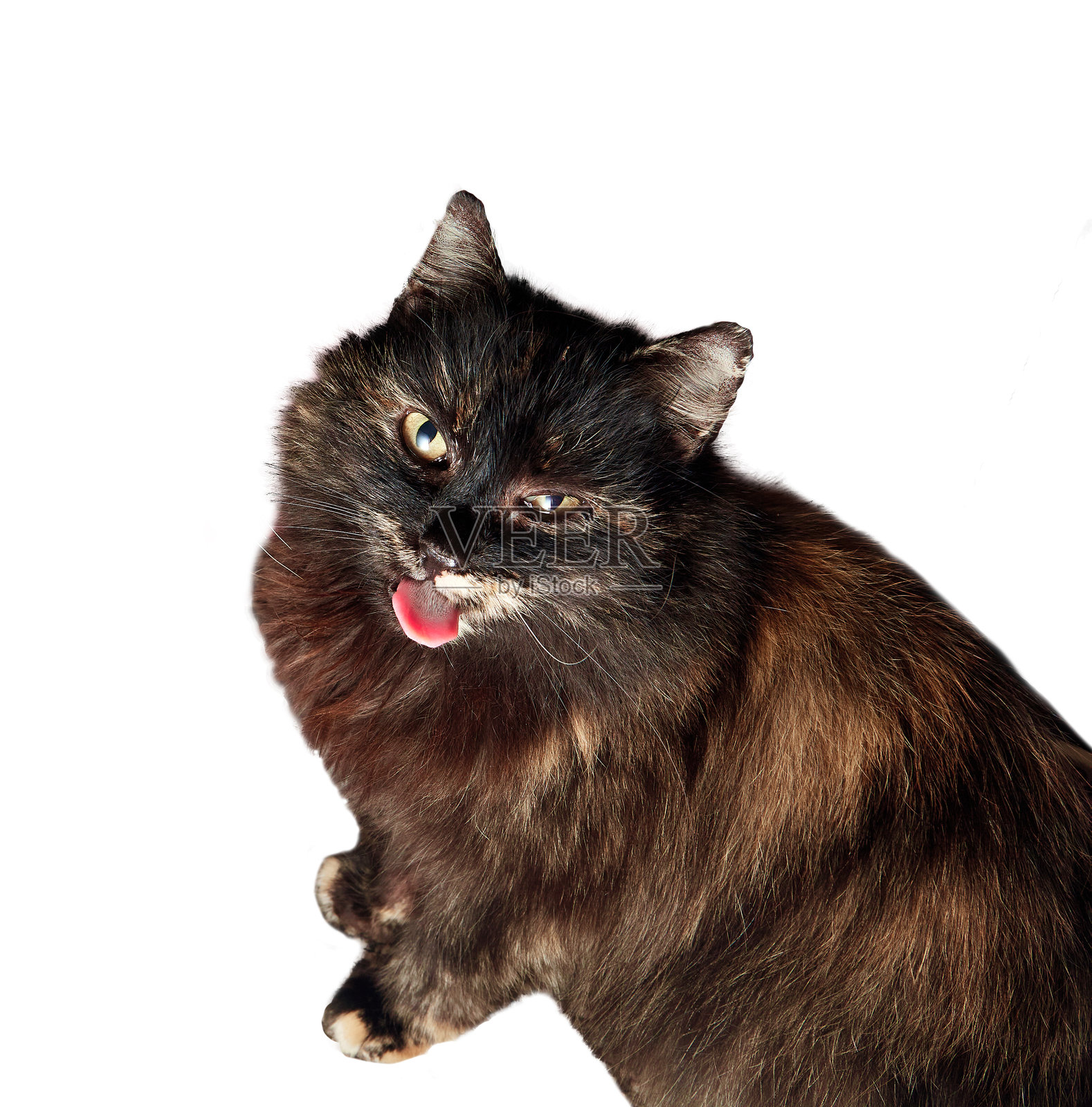 生气的猫咪肖像,吐着舌头。动物孤立在白色背景上。表情包。毛茸茸的深棕色斑点小猫,个性十足。面部表情搞笑,眯着像恶魔一样的眼睛。照片摄影图片