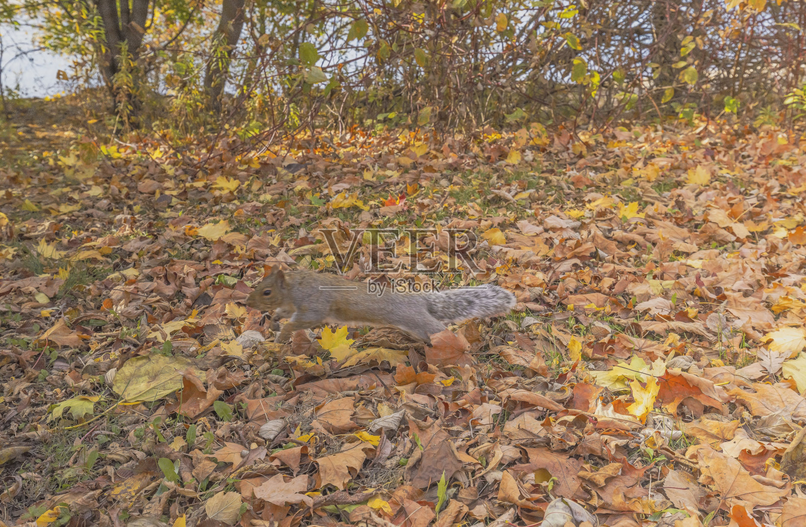 秋天里的松鼠照片摄影图片