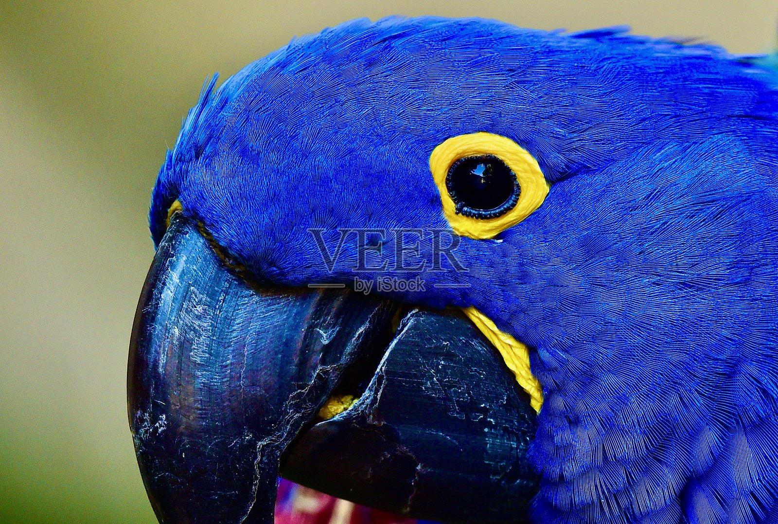 鹦鹉照片摄影图片