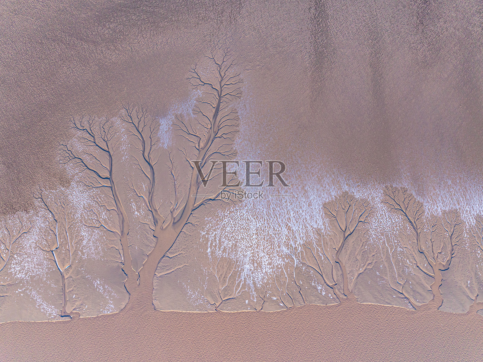 像潮汐一样的树木脉络照片摄影图片