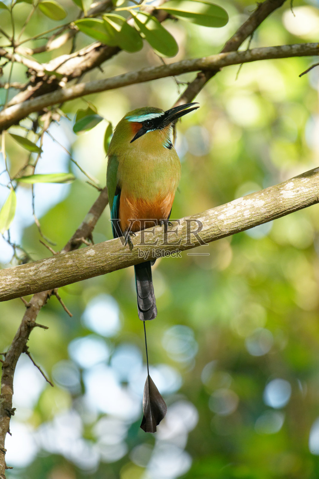 青眉动鸮照片摄影图片