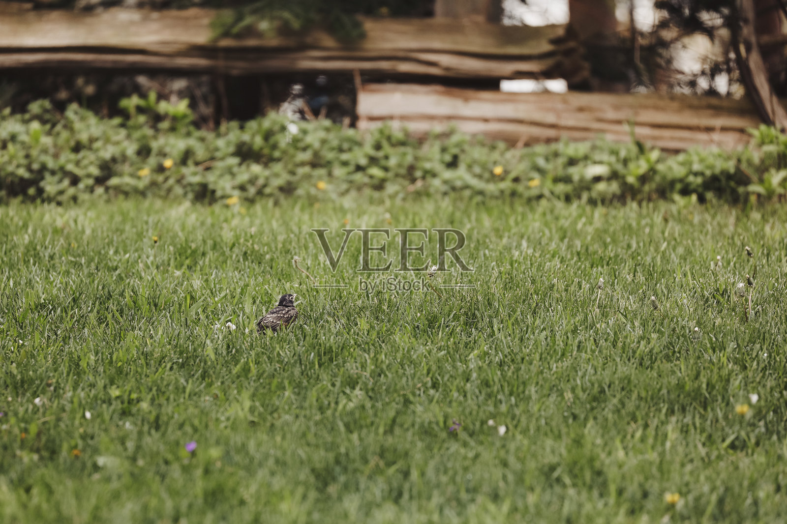 花园里的小知更鸟照片摄影图片