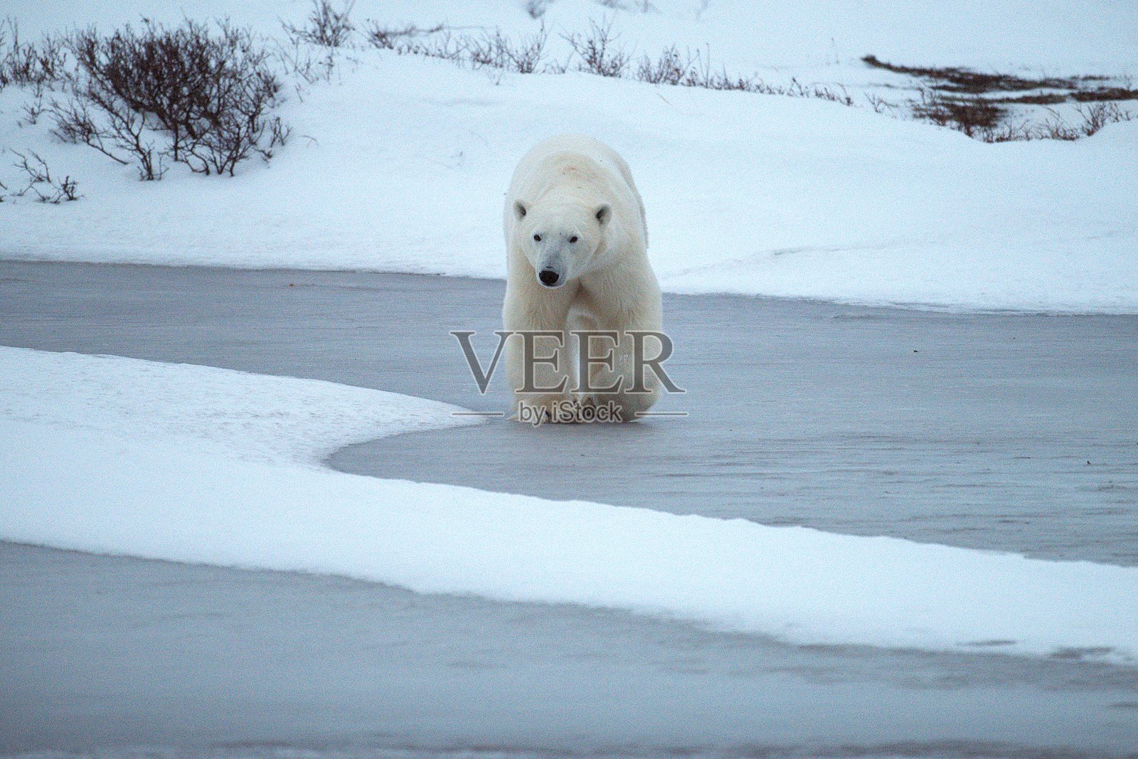 冰冻池塘上的北极熊照片摄影图片