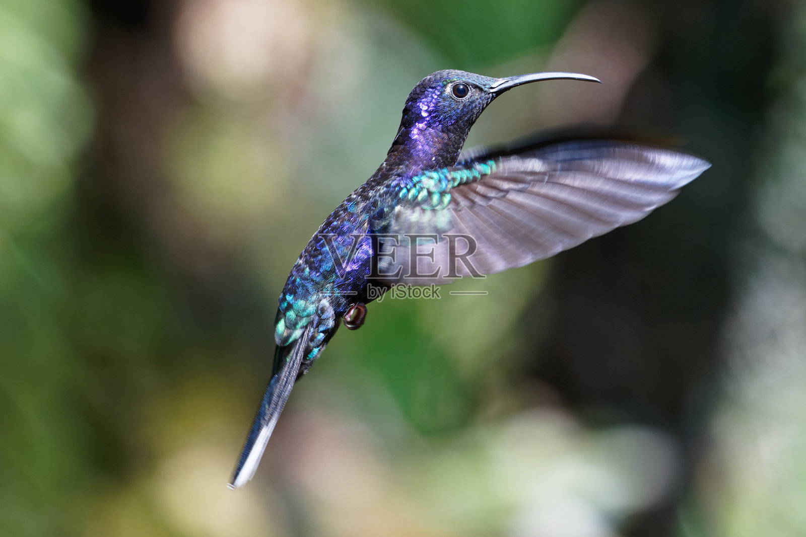 紫色剑翅蜂鸟照片摄影图片