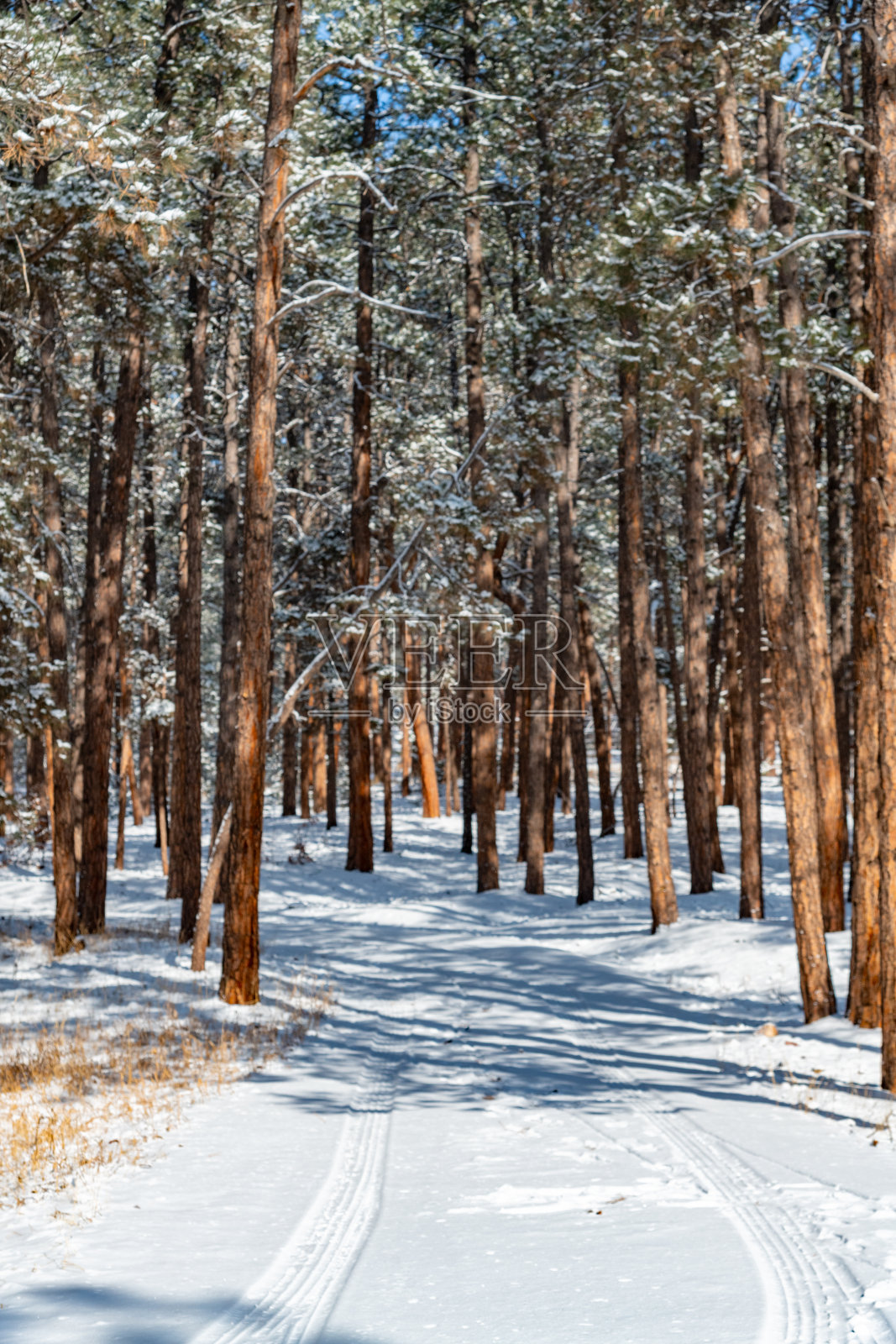 科罗拉多州纪念碑县公园内的黑森林在降雪后的景象照片摄影图片