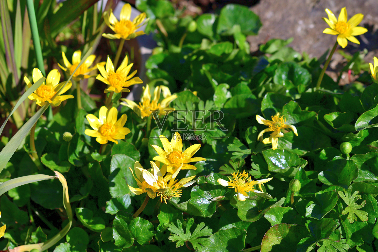 小花黄堇照片摄影图片
