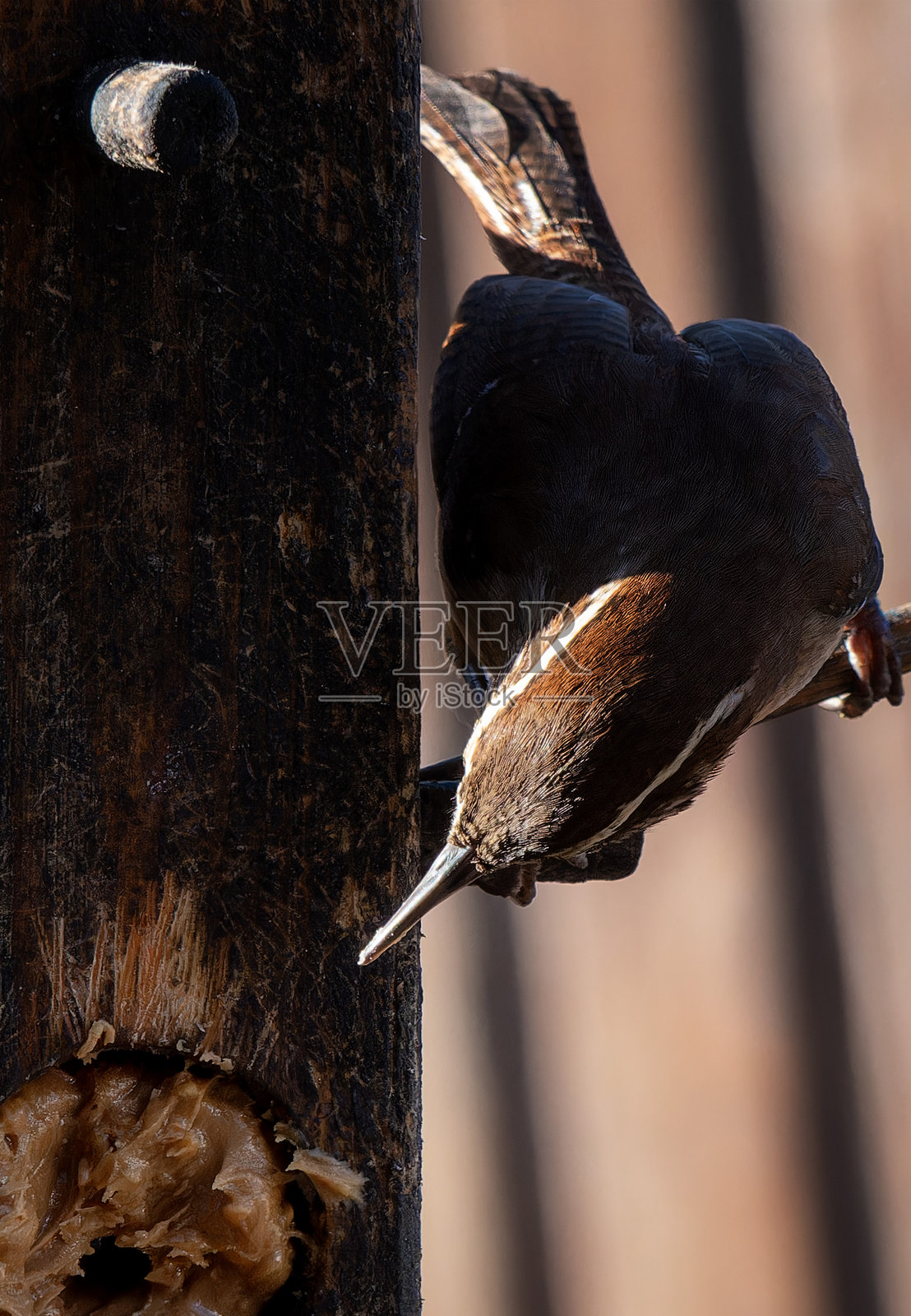 一只小鹪鹩光顾了后院的甲板。照片摄影图片