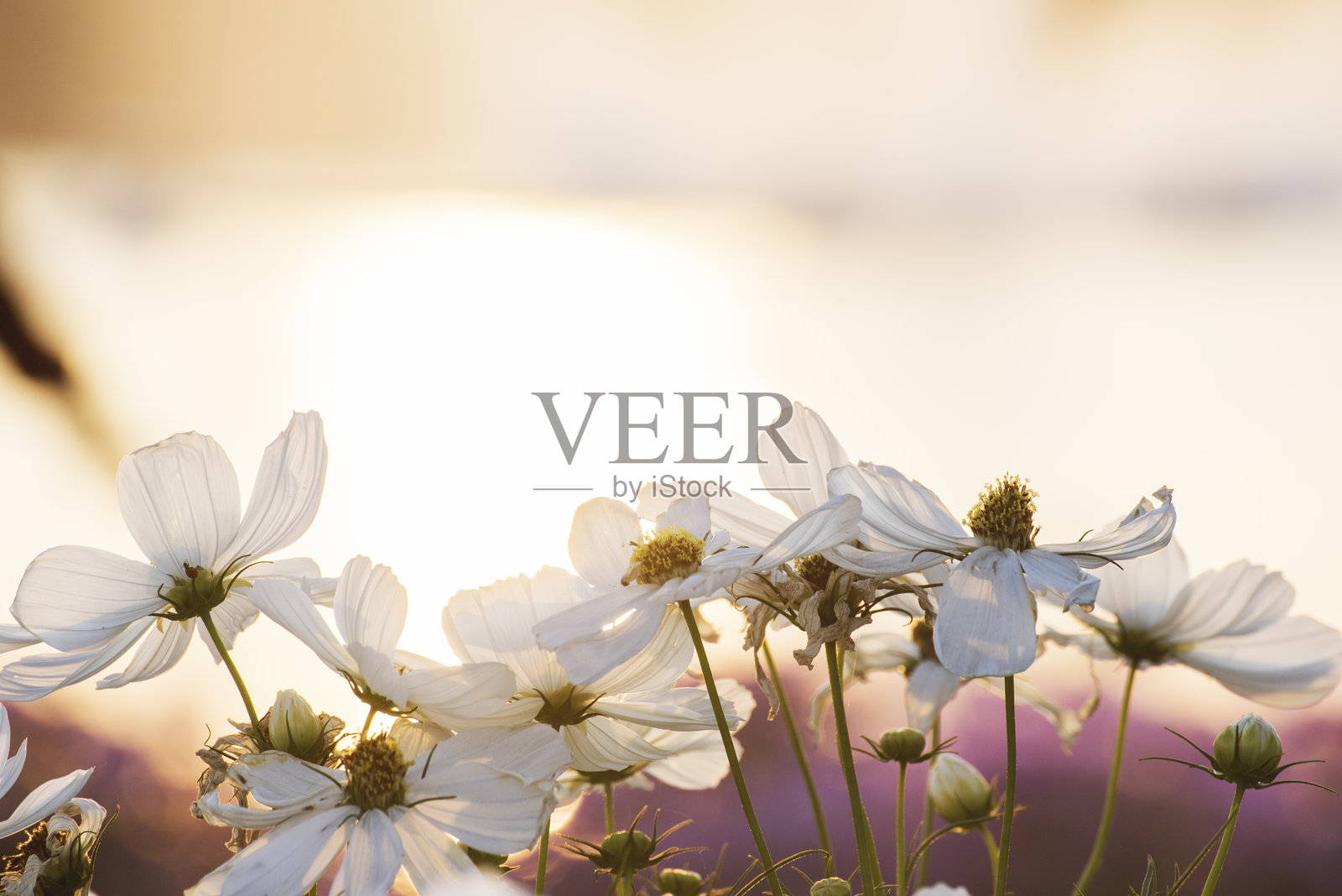 白色粉彩花朵,柔和的自然绽放,模糊的背景。白色花朵浪漫,植物盛开,春季季节。柔和的阳光洒在美丽的花园中。浪漫背景模板。照片摄影图片