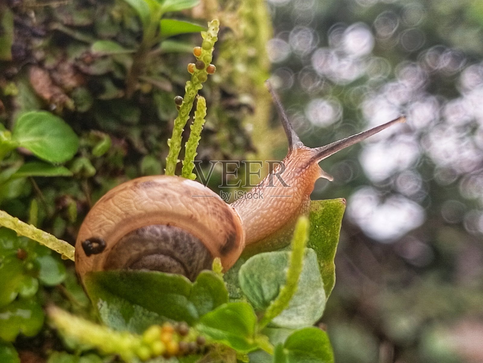 花园蜗牛照片摄影图片
