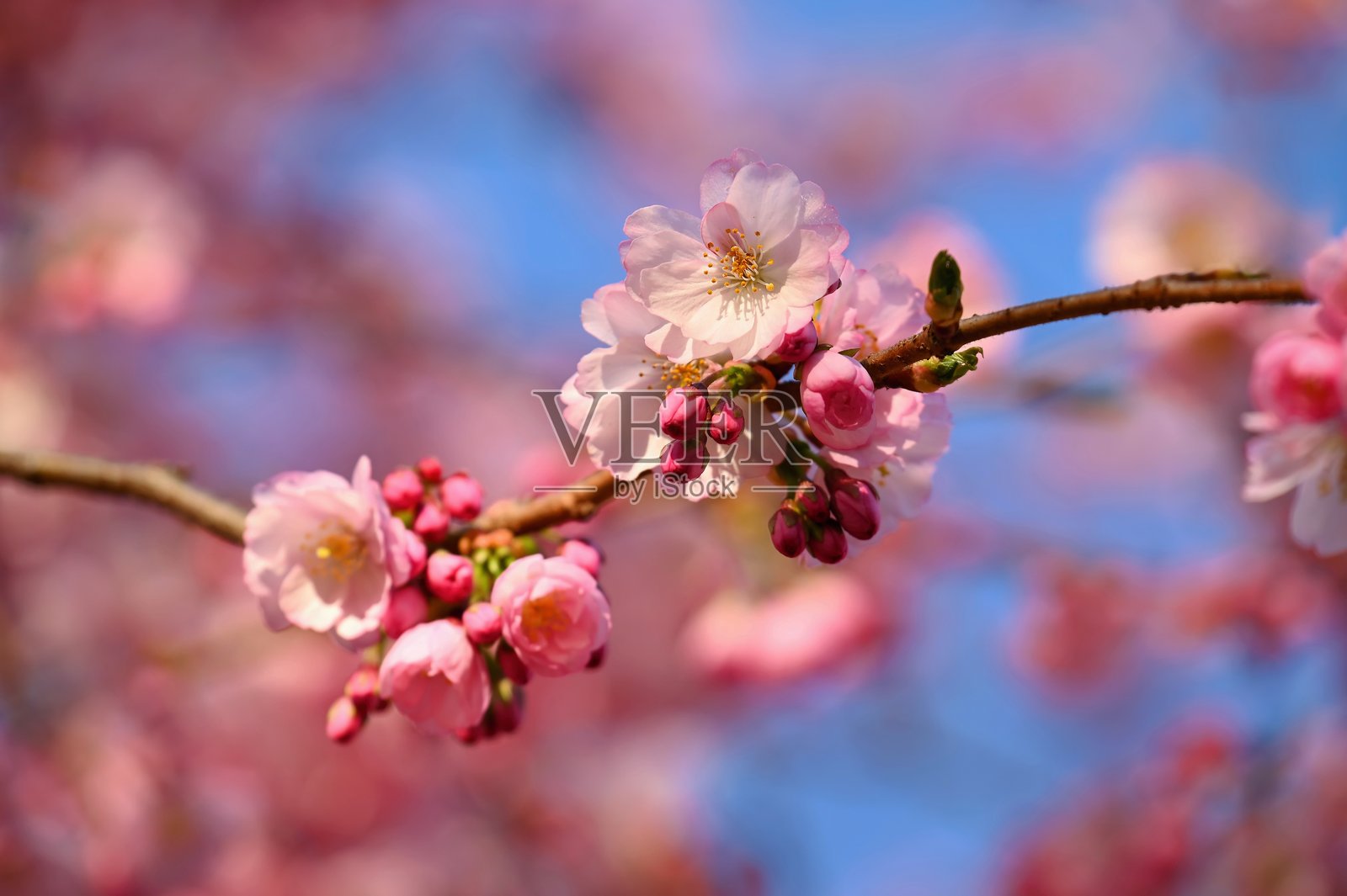 春天的花。美丽盛开的树枝。樱花-樱花和太阳与自然色彩的背景。照片摄影图片