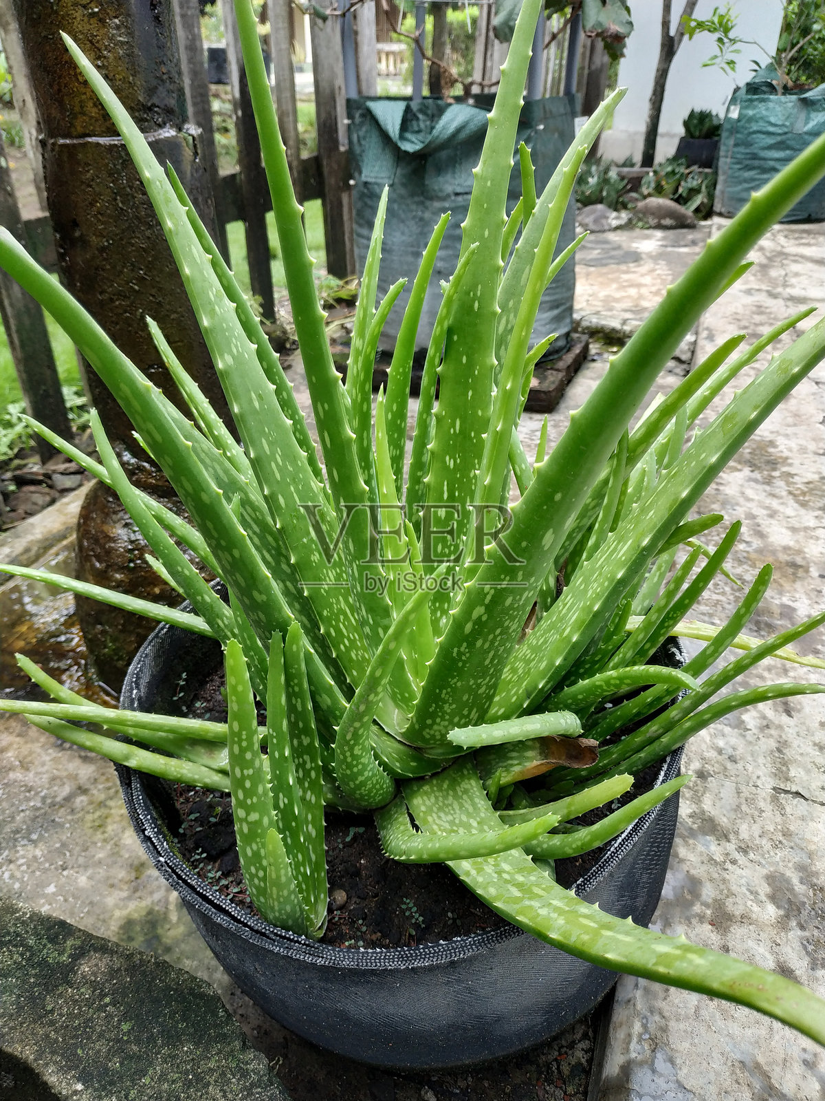 芦荟是一种植物,有厚厚的肉质叶子,来自芦荟属。这种植物是多年生植物,原产于阿拉伯半岛,野生植物已蔓延到热带照片摄影图片