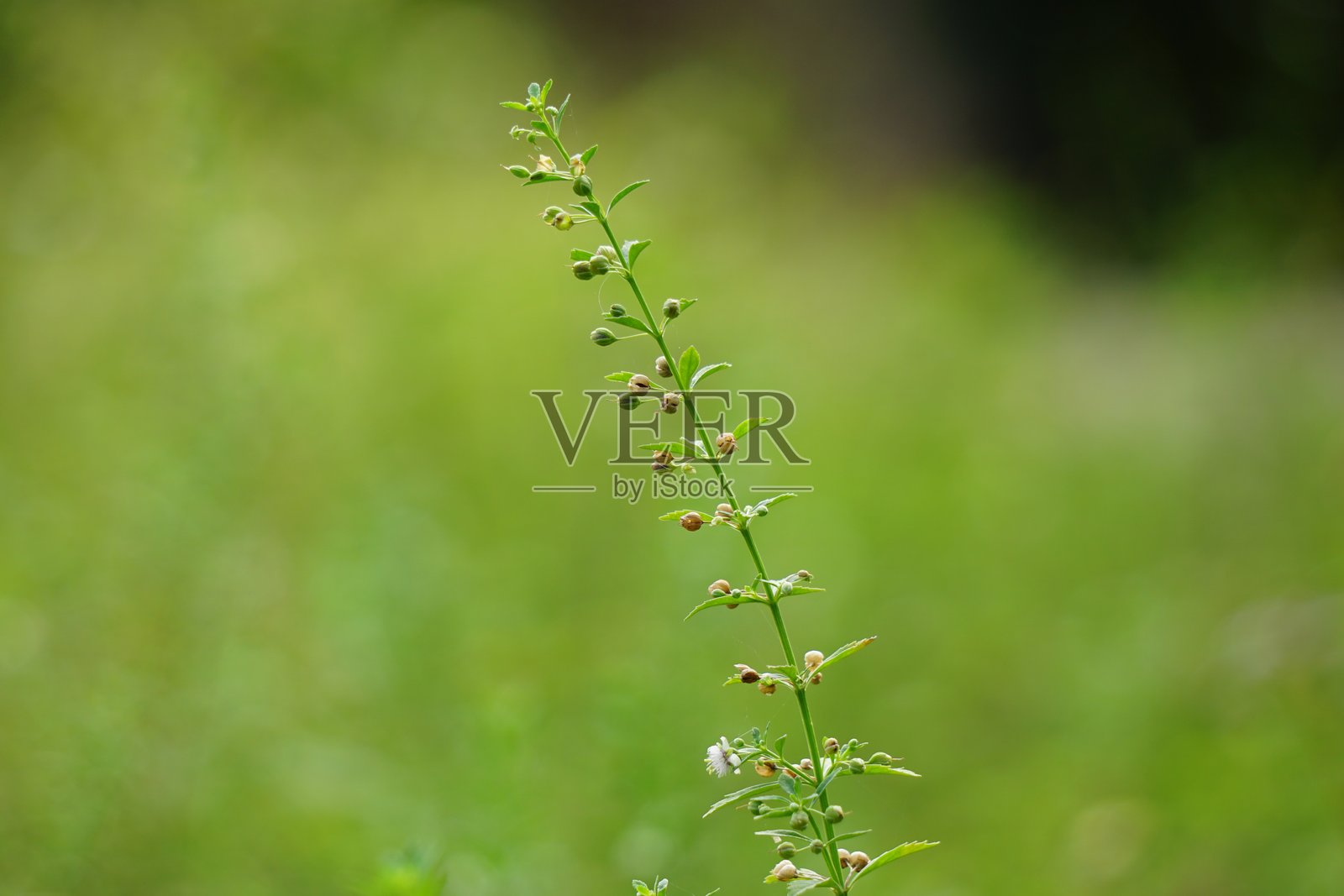 东莨菪属植物(甘草草、山羊草、东莨菪、金雀花、木薯、木薯、瓦苏林、kallurukki、Sapu manis)。它已被用于各种问题,如痔疮和伤口照片摄影图片