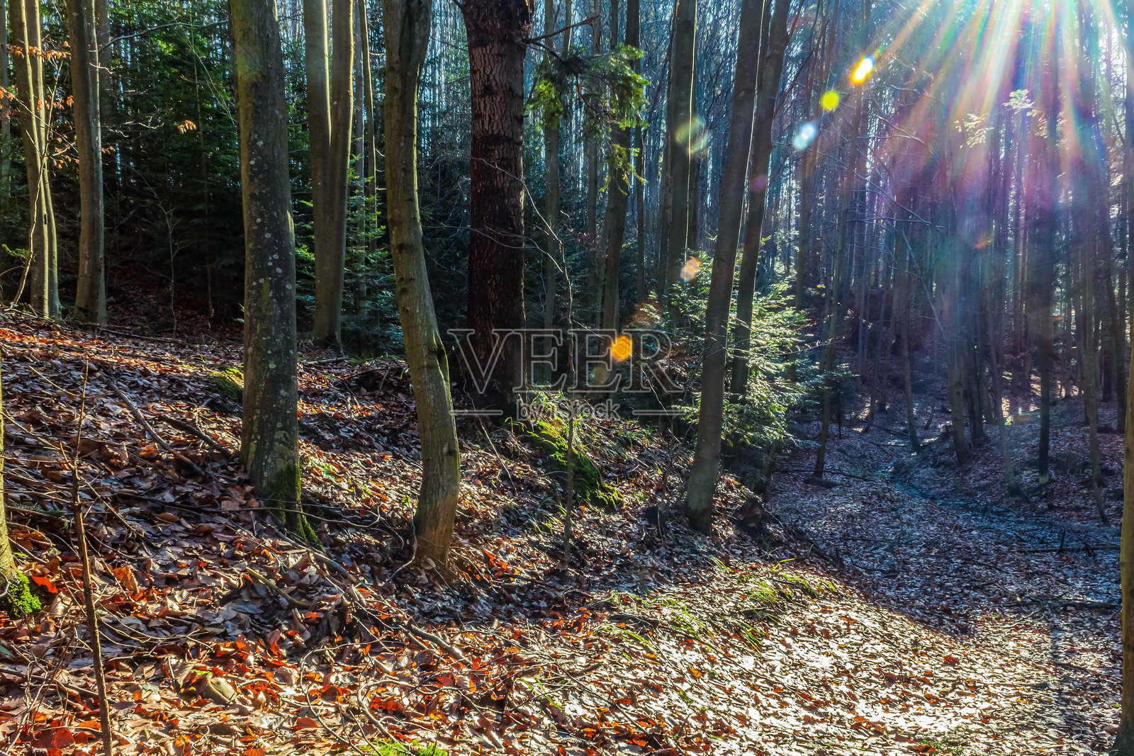 风景 - 森林 - 欧洲,罗马尼亚,苏恰瓦地区照片摄影图片