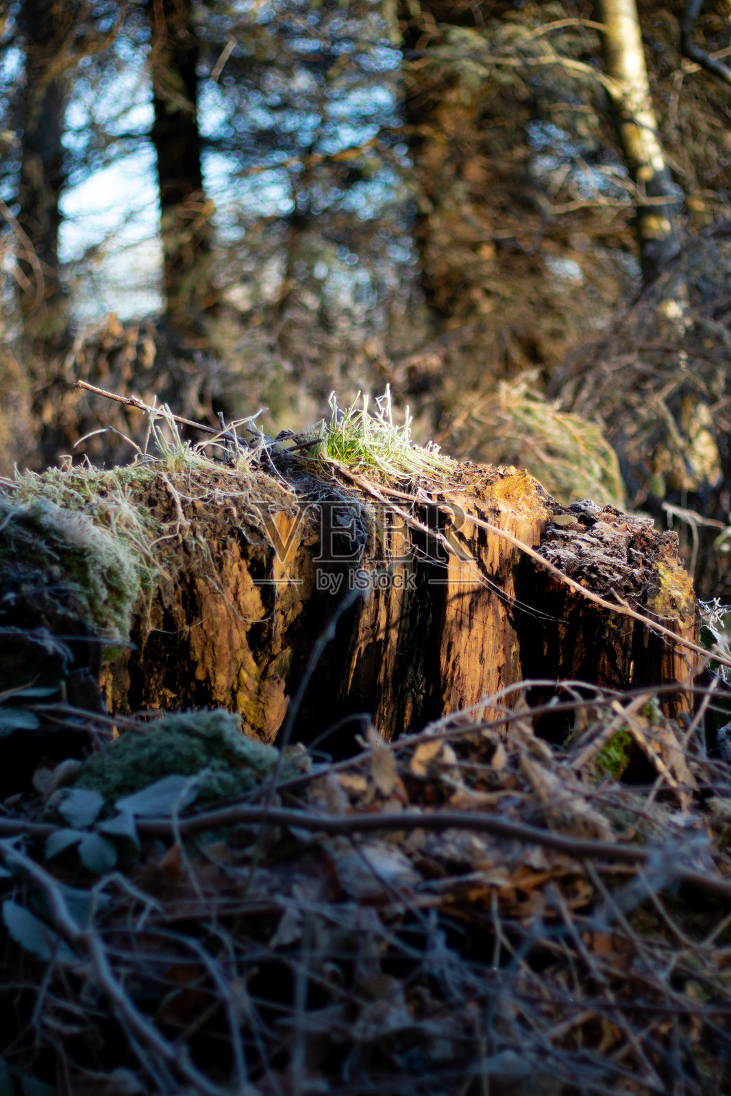 冬季阳光下的苔藓树桩特写照片摄影图片