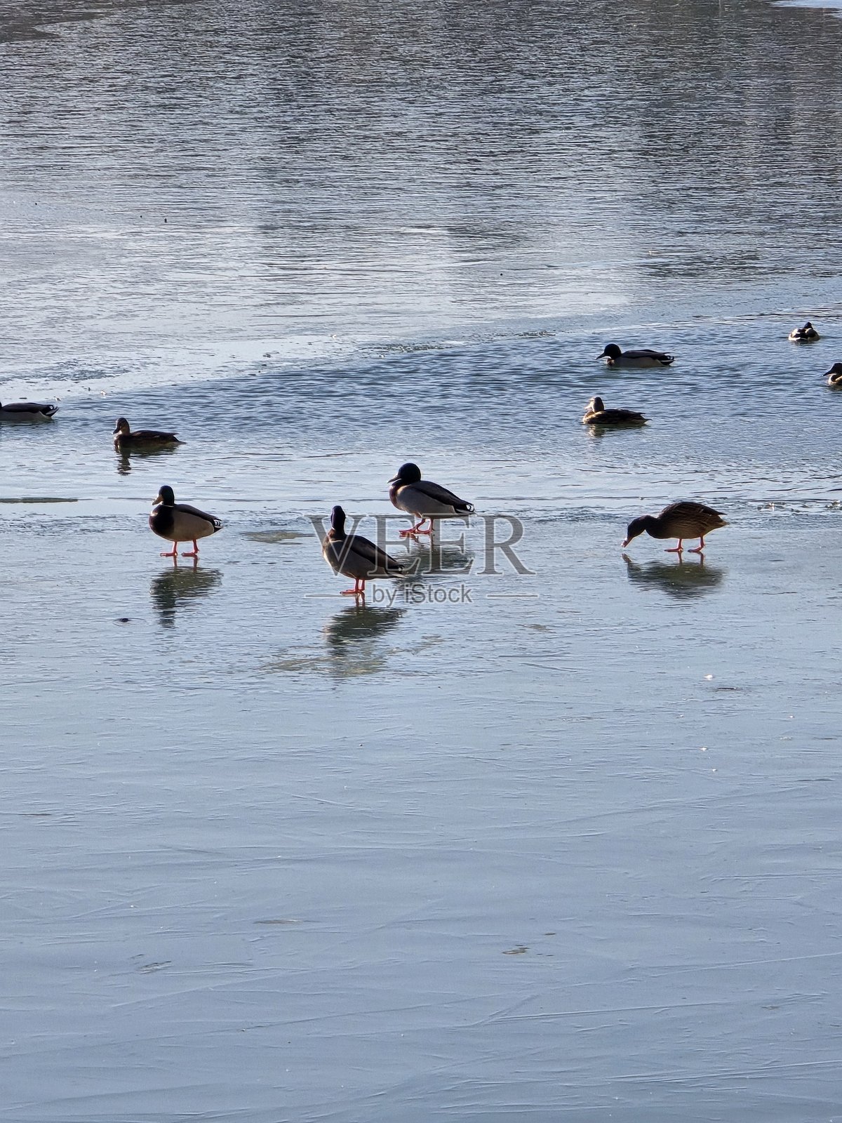 一群北京鸭照片摄影图片