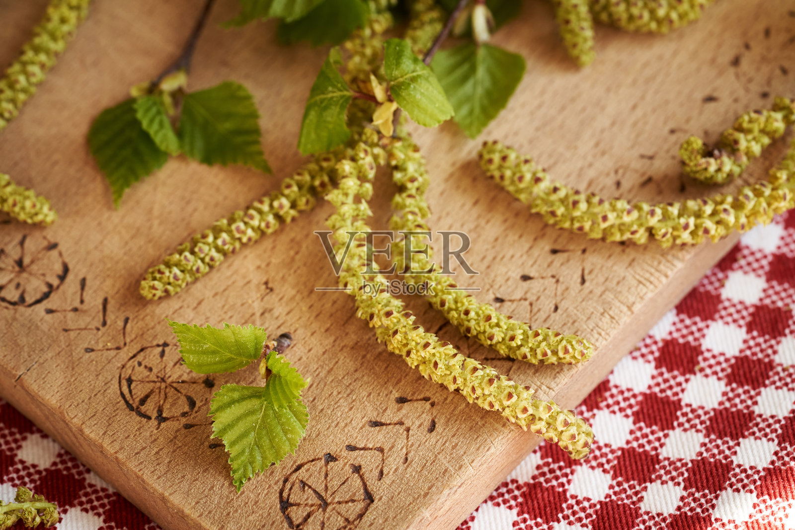 新鲜的年轻桦树叶子和柳絮在春天收获-成分的草药酊剂照片摄影图片