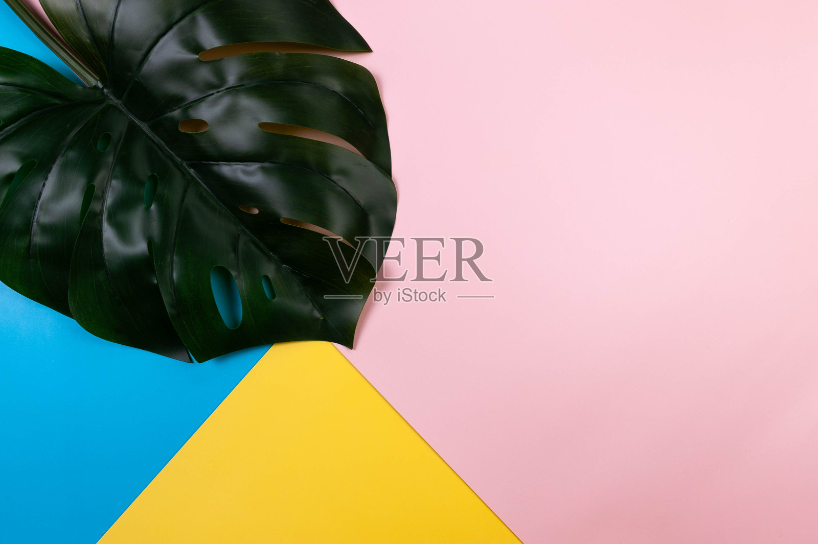 绿色怪物叶在彩色背景上的俯视图。蓝色,粉色和黄色背景。照片摄影图片