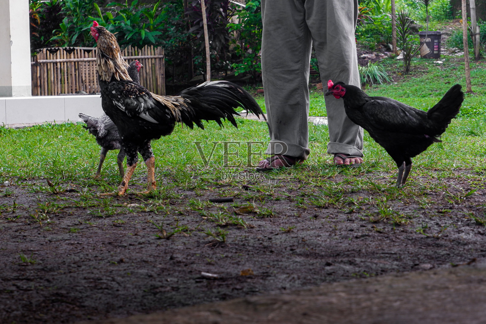 公鸡和母鸡在院子里照片摄影图片