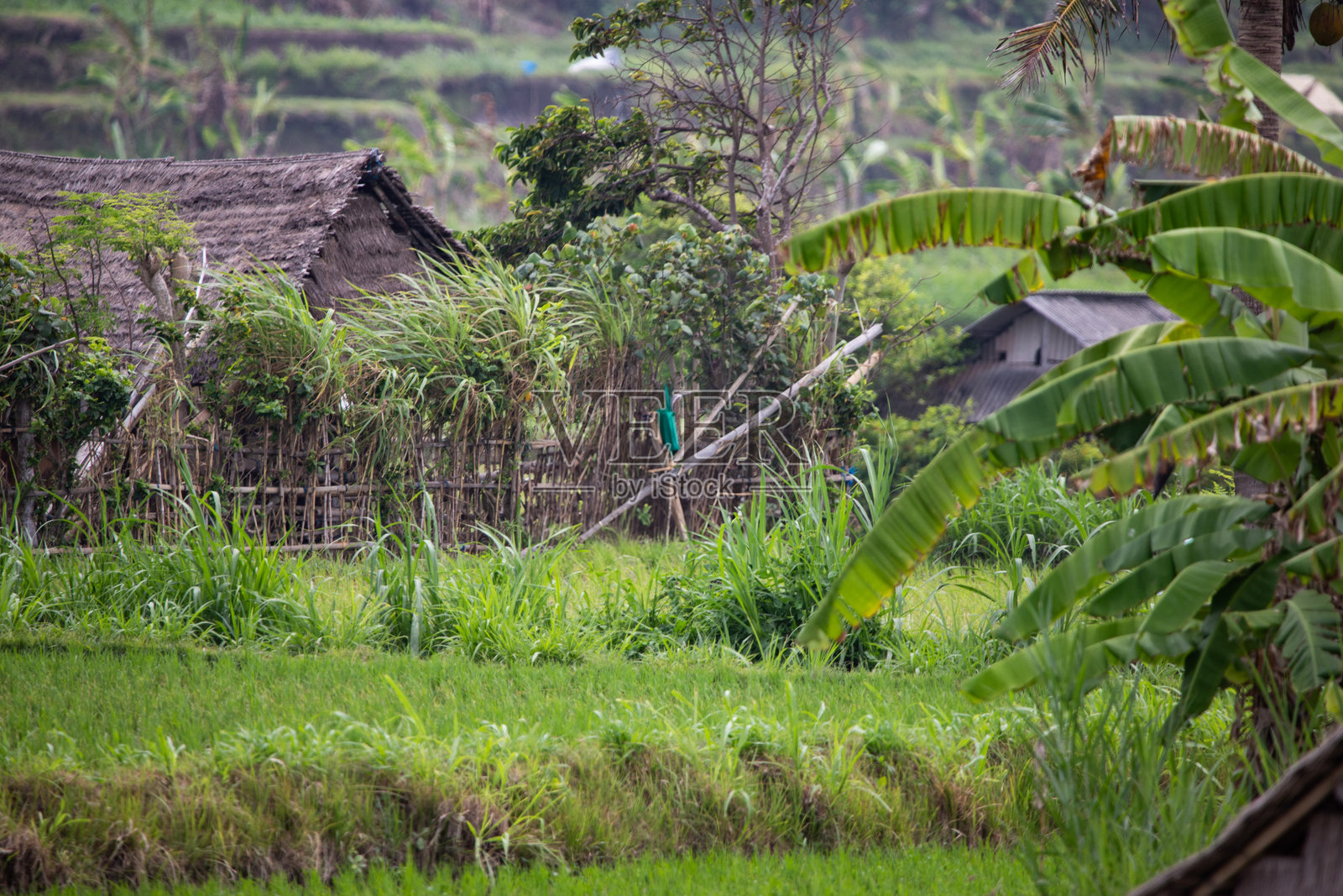 傍晚时分的稻田梯田。美丽的绿色稻田梯田俯瞰乡村。巴厘岛布林宾和普普安的稻田梯田景观。照片摄影图片