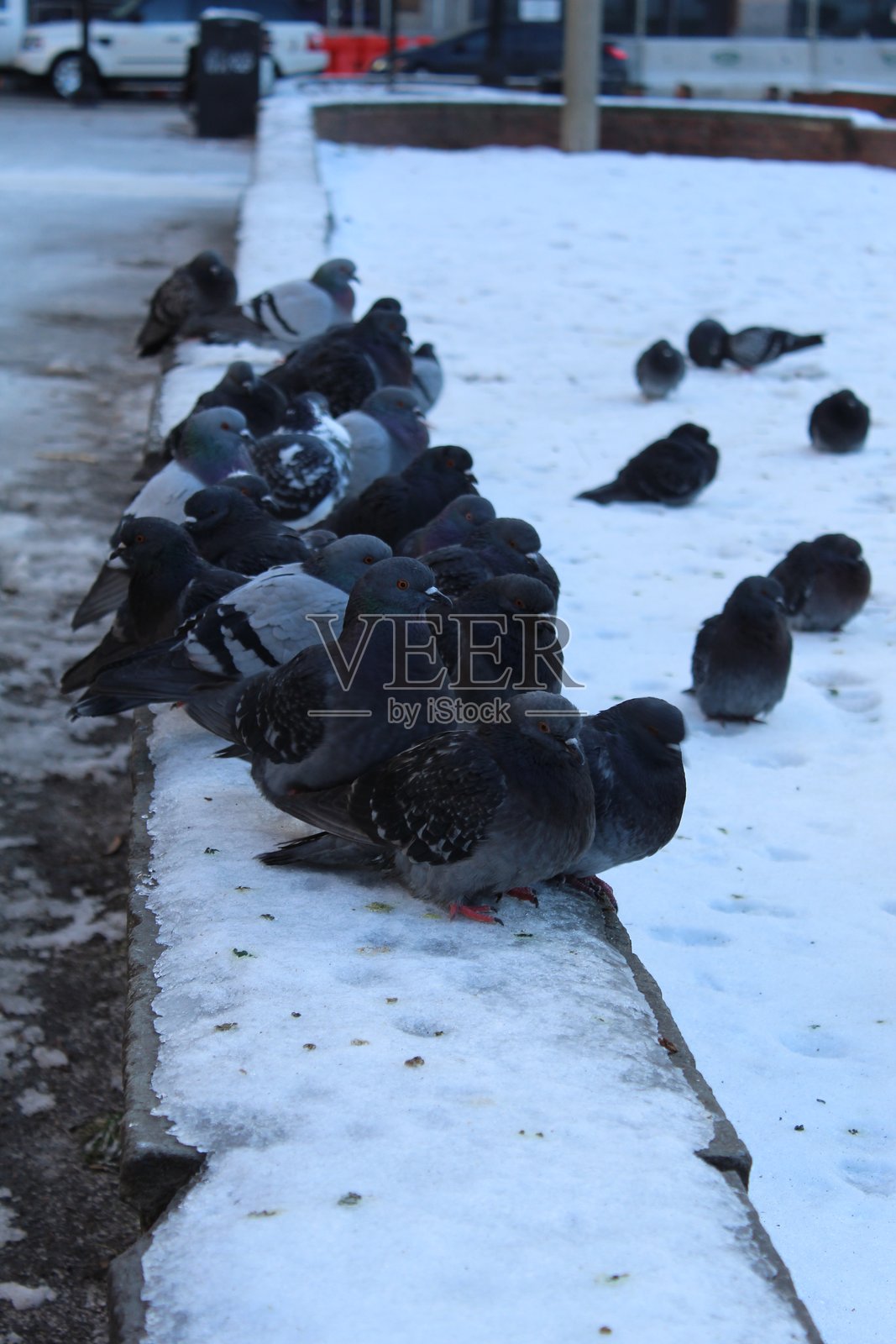 排成一行的鸽子照片摄影图片