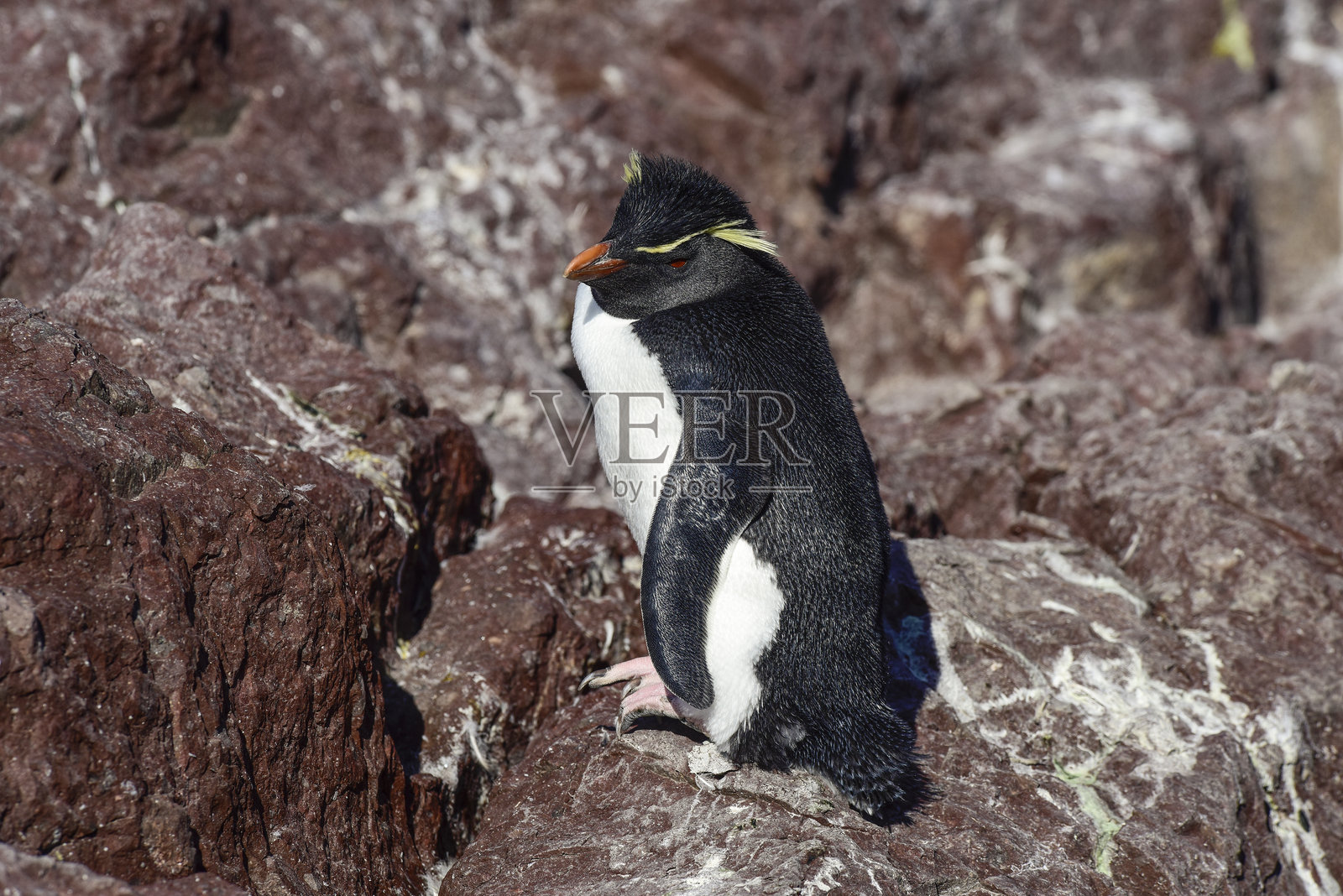 在阿根廷巴塔哥尼亚圣克鲁斯省的德塞亚多港企鹅岛上的岩跳企鹅照片摄影图片
