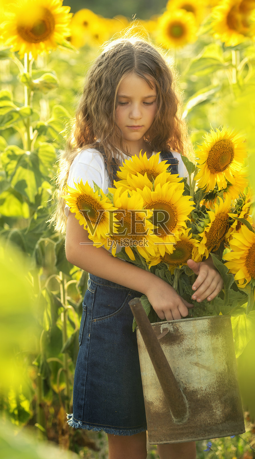 可爱的长发女孩在温暖阳光明媚的夏日里与向日葵相伴照片摄影图片