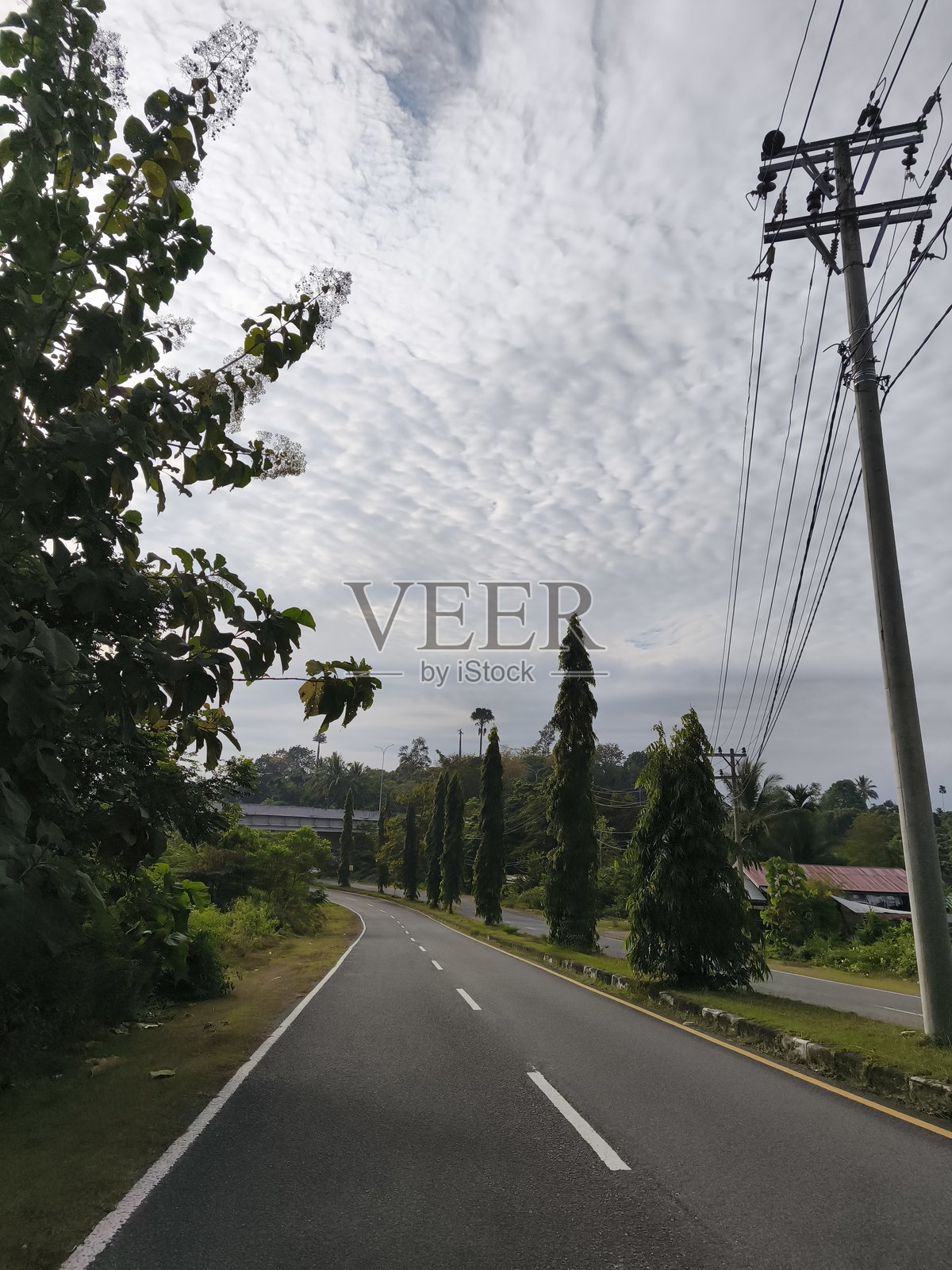 人行道上种植的松树照片摄影图片