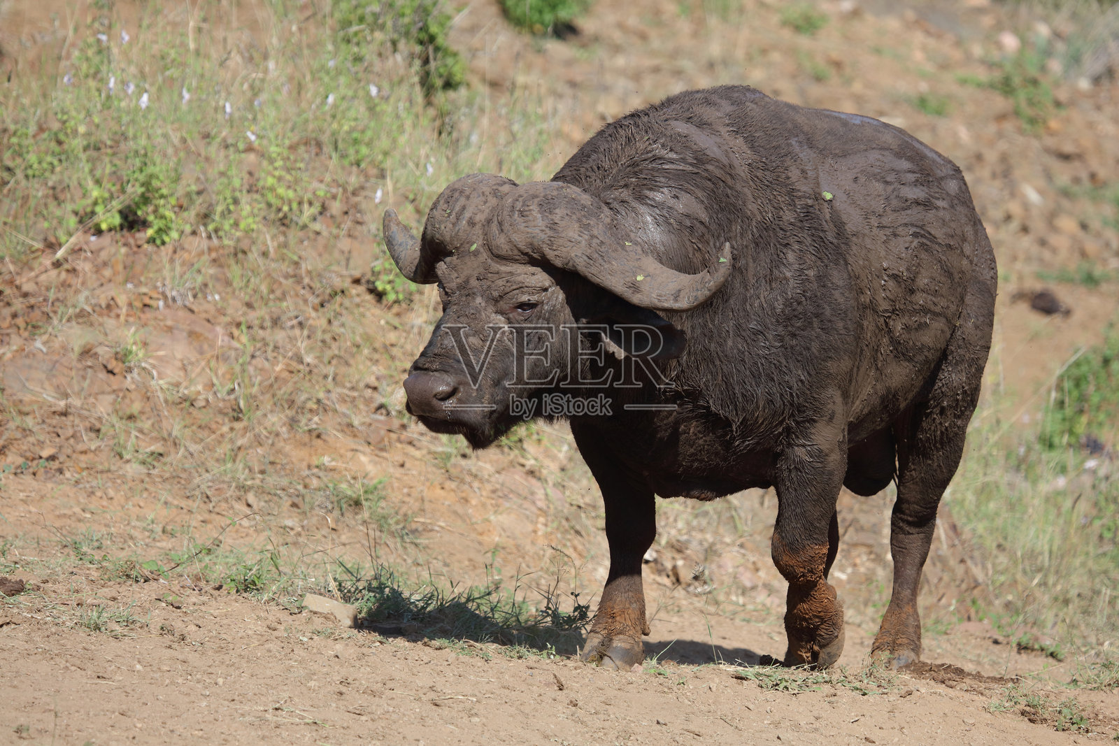 咖法牛 / 非洲水牛 / 同牛照片摄影图片
