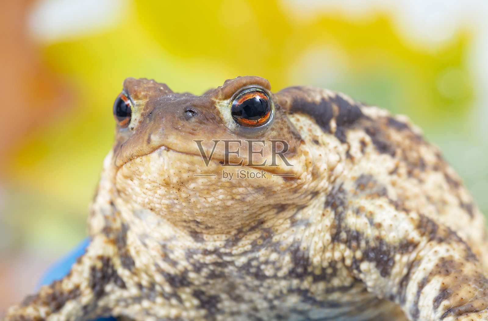 普通蟾蜍,欧洲蟾蜍 - Bufo bufo照片摄影图片