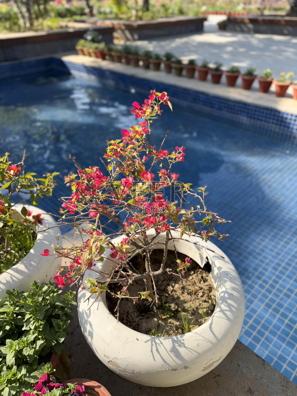 盛开的粉色九重葛花朵在白色花盆中 / 可爱的开花植物,户外花园展示照片摄影图片