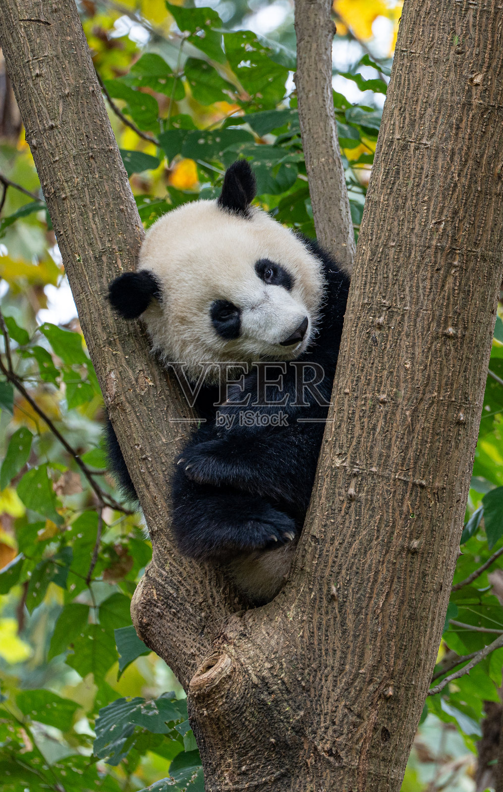 可爱的巨型熊猫在四川省成都附近的岷山山脉的树上休息照片摄影图片