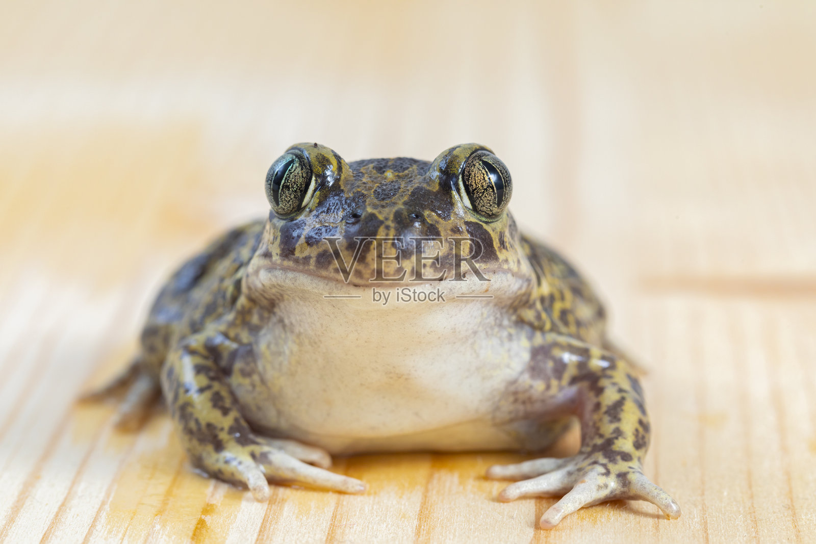 近距离观察的阿利特斯产卵蟾蜍 - 普通助产蟾蜍照片摄影图片