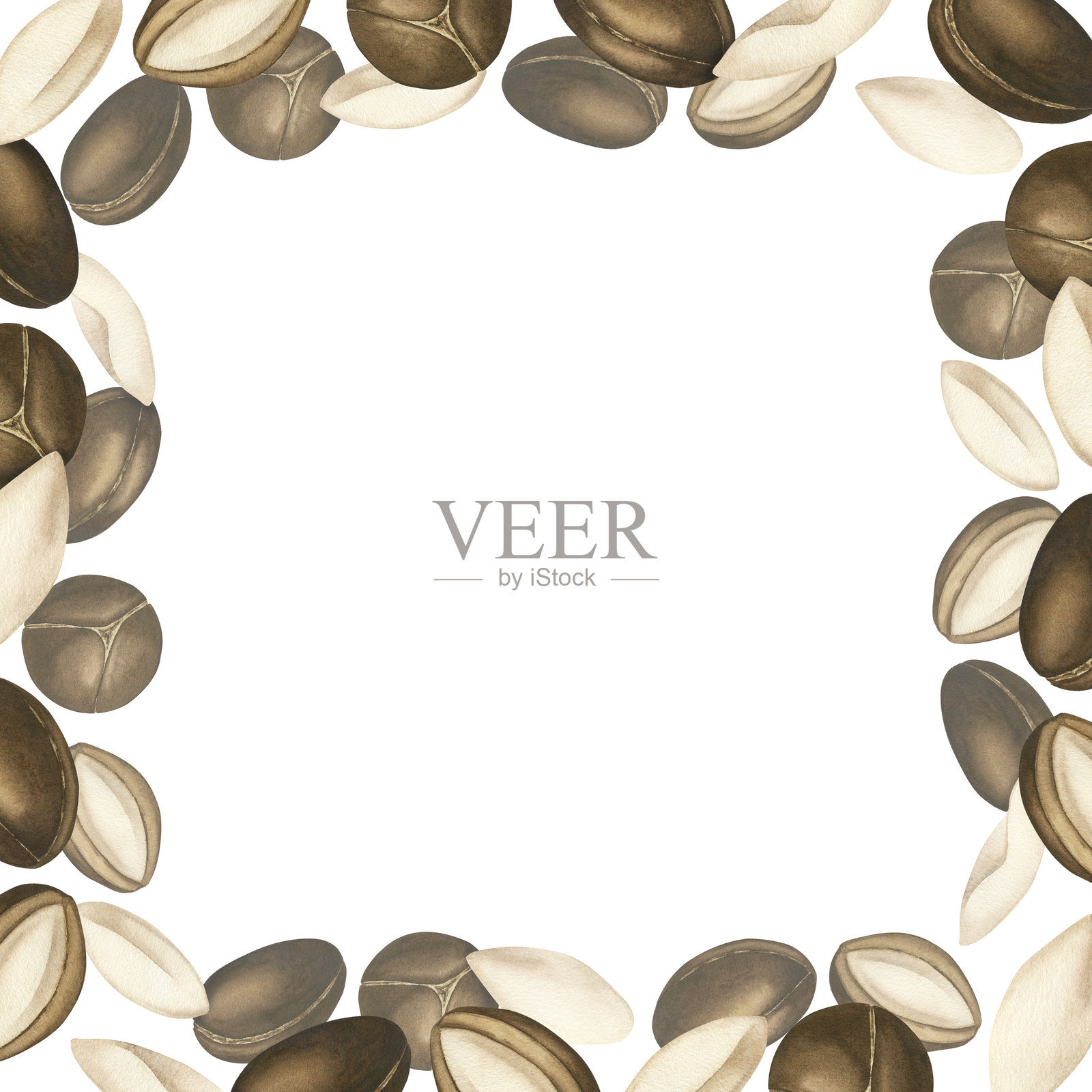 由成熟的意大利坚果制成的方形作品。水彩插图,白色背景上的剪贴画。摩洛哥坚果油,身体和头发护理,美容,食品,维生素。明信片模板插画图片素材