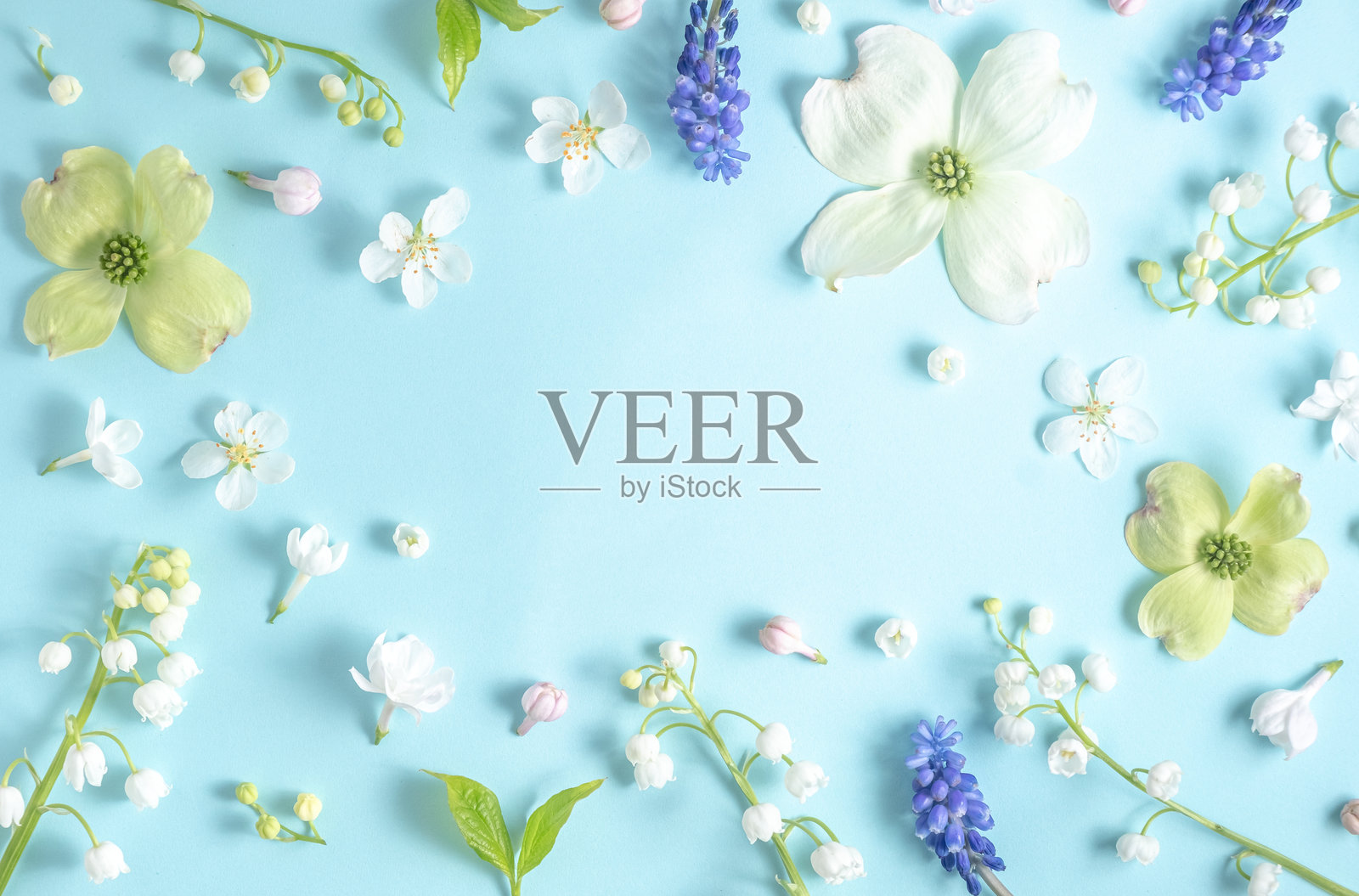 淡蓝色的背景上,山谷里的百合花平展着花朵。俯视图和复制空间。花的框架照片摄影图片