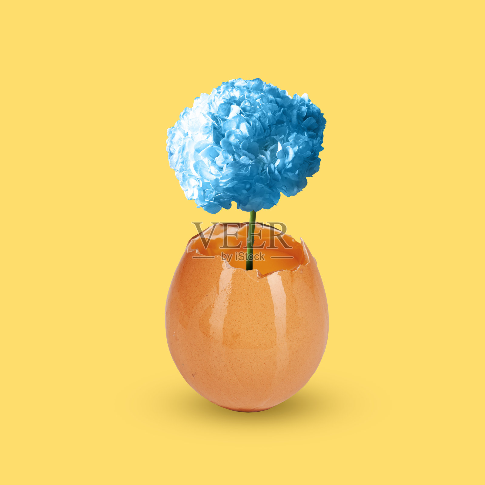 当代艺术拼贴。切开的生鸡蛋,中间有鲜艳的花朵。代表新的开始和美丽的潜力照片摄影图片