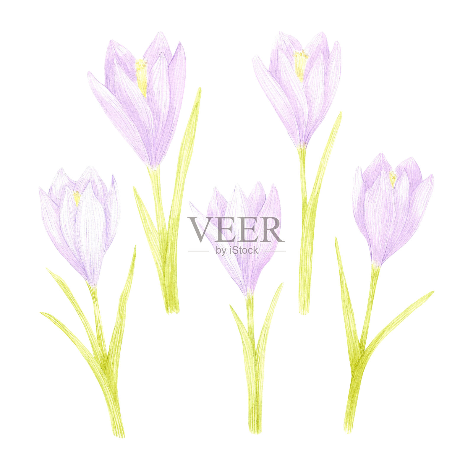 手绘水彩番红花集隔离在白色背景。可用于卡片、标签等印刷品。插画图片素材