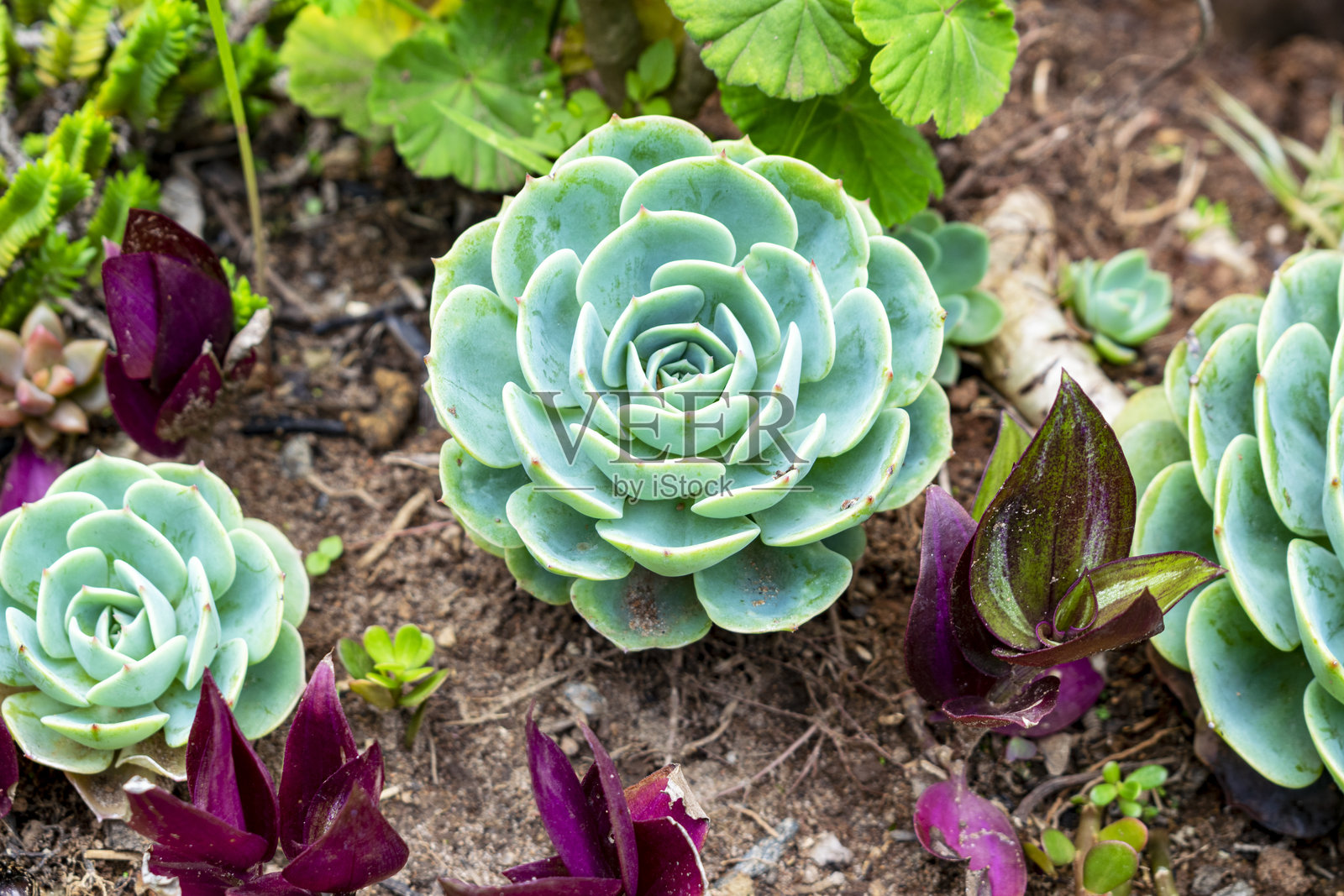 巨型月牙莲肉质植物。当桌子用的圆木上放着花瓶和鲜花。墨西哥的雪球。照片摄影图片
