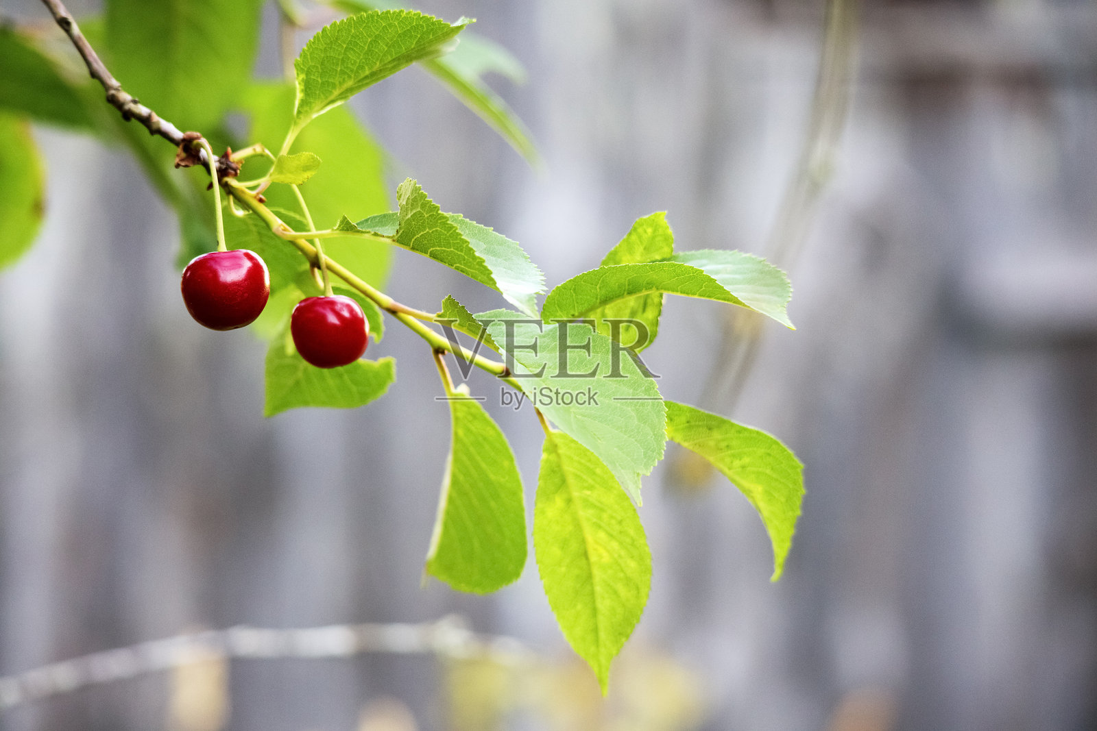 树枝上的红樱桃和绿叶的背景照片摄影图片