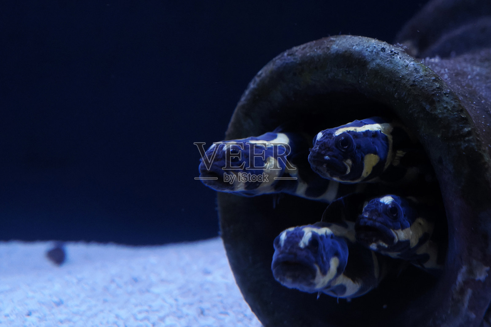 工程师鲇鱼水下特写照片摄影图片