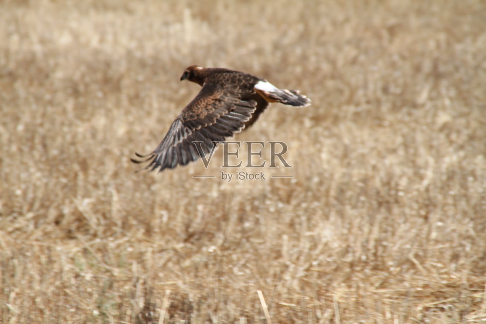 飞翔中的小鹰照片摄影图片